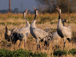 cranes bugling